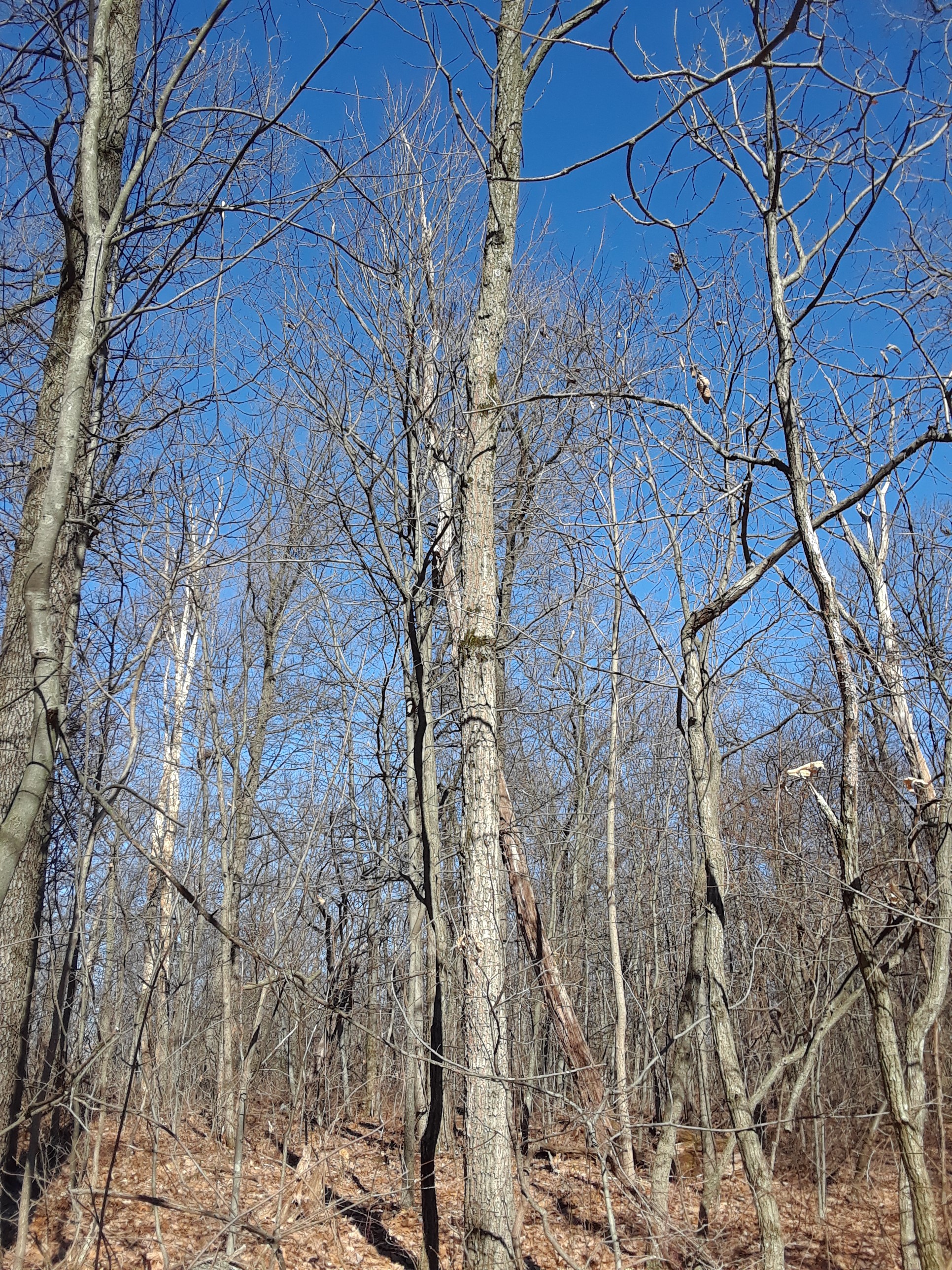 crossed tree branches